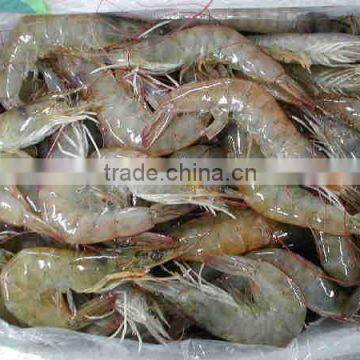 FROZEN WHITE SHRIMP