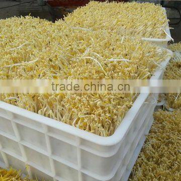 Automatic Bean Sprout Machine Bean Sprout Growing Machine photo-3
