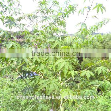 Heath Care Sweet Tea Green Tea photo-5