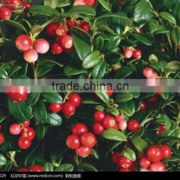 Superior Quality Rose Hip Extract