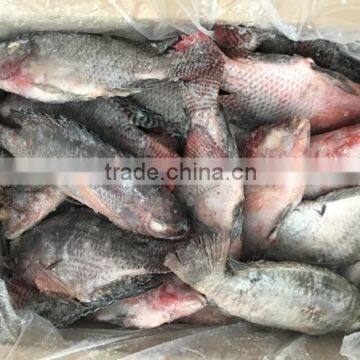 Frozen Good Black Tilapia 500-800g