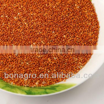 High quality red millet