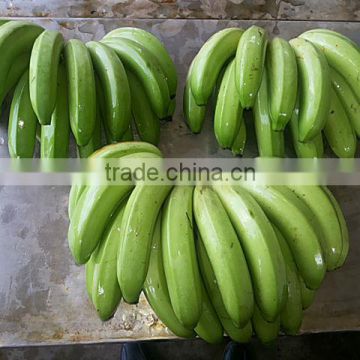 Fresh grade A Green Cavendish Bananas for sale