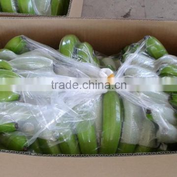 FRESH CAVENDISH BANANA EXPORTING GIMEX VIET NAM