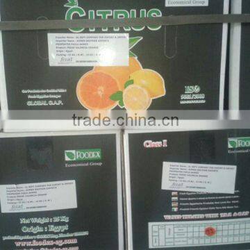 Navel Oranges (Seedless Orange) photo-3