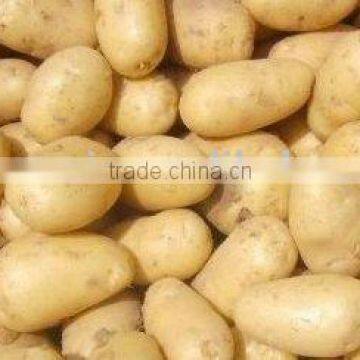 Fresh Potato for carton packing