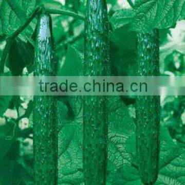 Growing Cucumber From Seeds-Chinese Juicy and High Yield Vegetabe Seeds