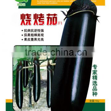 Strong diseases resistance hybrid eggplant seeds for growing-Barbecue Eggplant