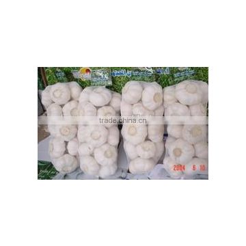 YUYUAN brand hot sail fresh garlic bulk garlic for sale