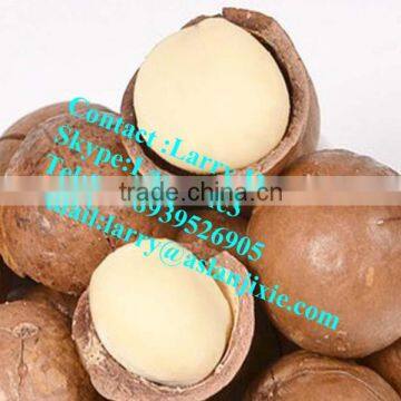 Macadamia Nut Opening Machine/macadamia Nut Tapping Machine photo-6