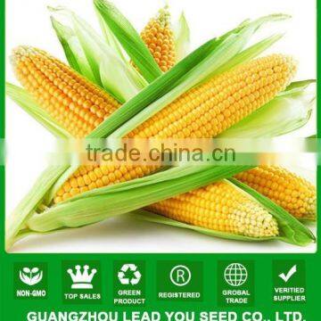 NCO011 Kewei Hybrid quality sweet corn seeds from China