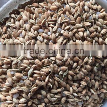 Grain Polisher photo-3