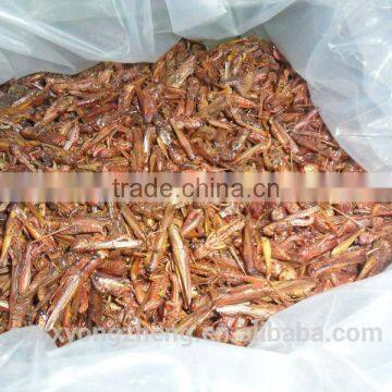 Microwave Dried Locusts High quality Bird& Fish Food