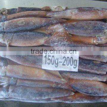 Natural Sea Frozen Illex Squid photo-4