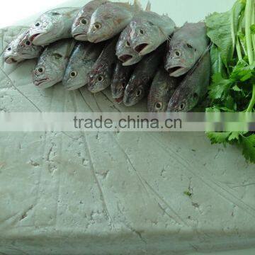 frozen white croaker fish surimi