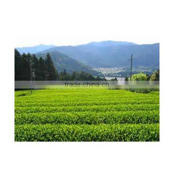 Japanese Tea Powdered Green Tea 50g photo-2