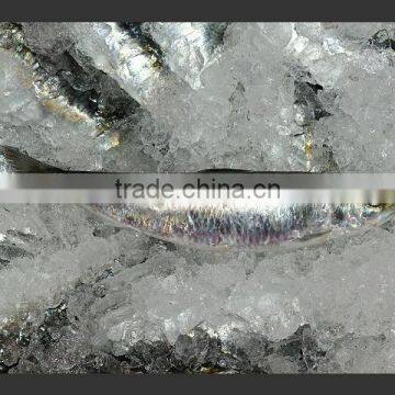 WR Frozen Sardines photo-4
