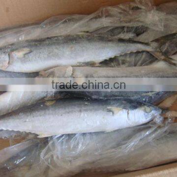 Whole King Fish Spanish Mackerel A Frozen Fish