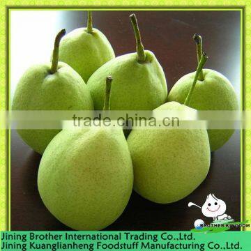 China shandong pear factorty