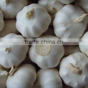 2016FRESH GARLIC