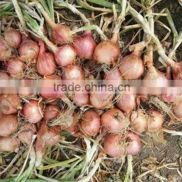 2015 100% Fresh Shallot Onion in China photo-3