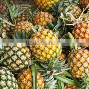 FRESH GOLDEN PINEAPPLE