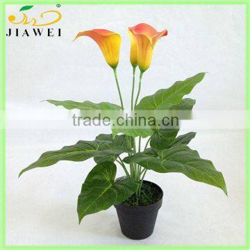 wholesale potted calla lily bonsai for table decoration