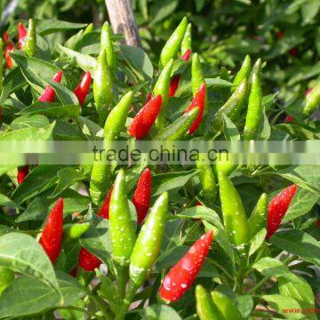 Chilli Teja-without Stem