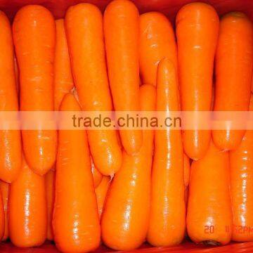 Fresh Carrots to Canada market