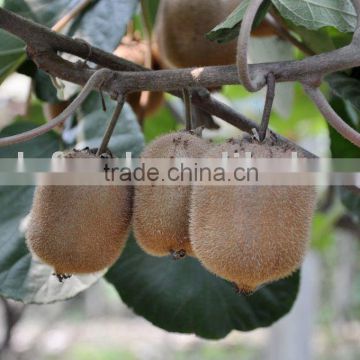 Chinese Kiwi Fruits