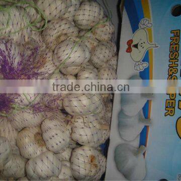 normal white garlic crop 2015