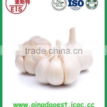 Jinxiang Fresh Best Price Normal White Garlic on Sale photo-6