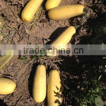 Hybrid for Seed Zucchini Seeds Squash Seeds for Growing-golden Abundant photo-2