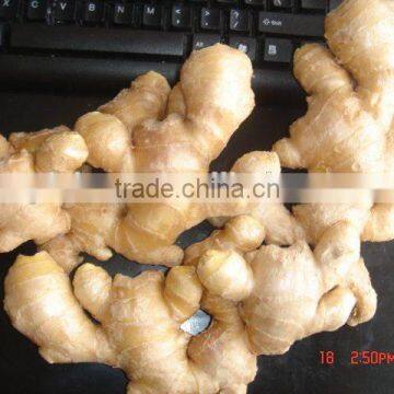 Fresh Ginger photo-4