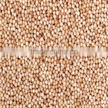 Best Quality Biele Korenie