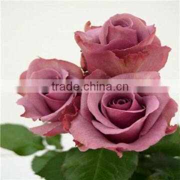 Hiqh Quality Black Rose Bushes for Sale photo-2
