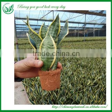 Sansevieria Natural Indoor Plants