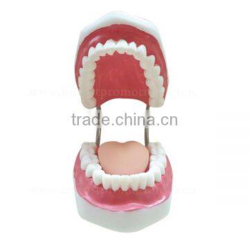 5 Times Human Body Anatomy Teeth Dental Study Model photo-2