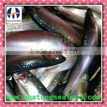 frozen whole sardines fish(sardinella longiceps)