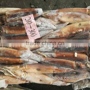 BQF Illex Argentinus Squid for Market and Bait Middle Size photo-2