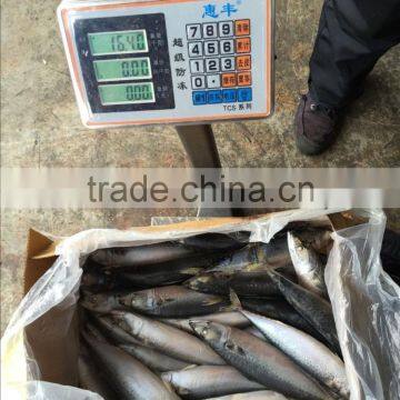 2016 Landing Sea Frozen Mackerel 300-500g photo-2