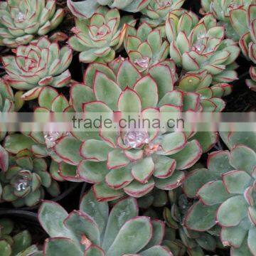 Echeveria Polidonis decorative plants echeveria, succulent plants, tropical plants