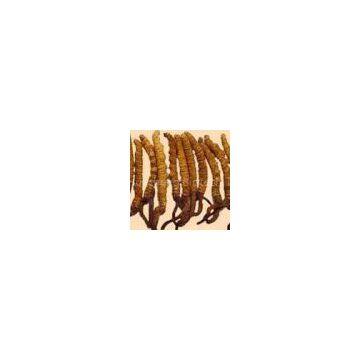 Cordyceps Extract（rossonl@huacheng-biotech.com）