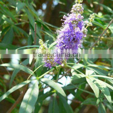 Agnus castus extract(KOSHER certificated)