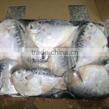 frozen and quality sea moon fish