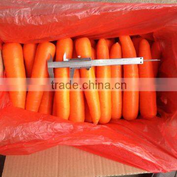 new fresh carrot in competitive price