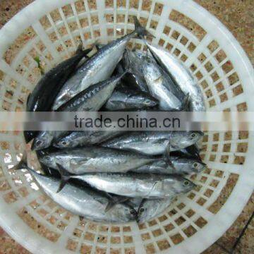 Bonito,Skipjack tuna from Ningbo