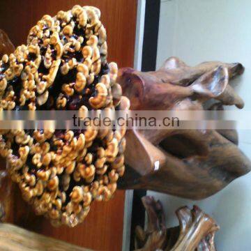 Natural LingZhi From Own Farm;For Show; for Eat; for Tea;Ganoderma Lucidum;China Traditional Medical; photo-2