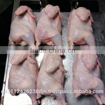 Frozen chicken to sell