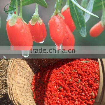 Dried Goji Berry Organic Goji Berries photo-3